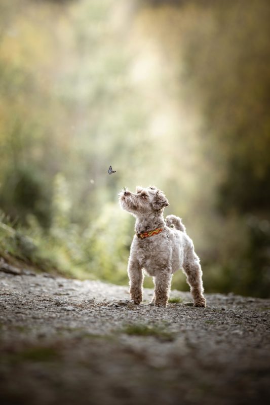 IMG_ANIMAUX_Jackson_02