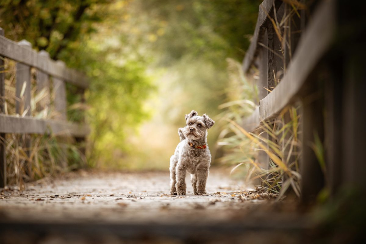 IMG_ANIMAUX_Jackson_03