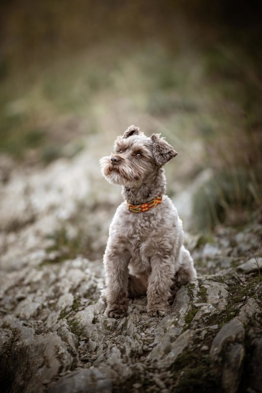 IMG_ANIMAUX_Jackson_04