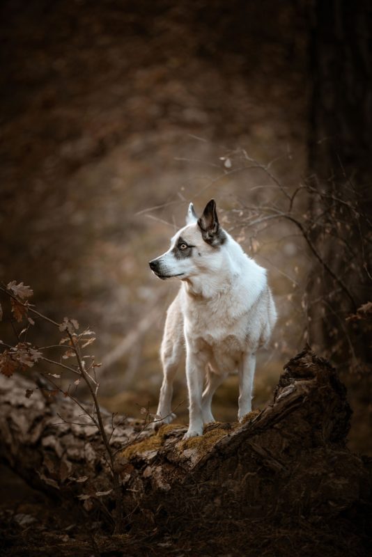 IMG_ANIMAUX_Merlin_01