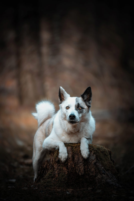 IMG_ANIMAUX_Merlin_02