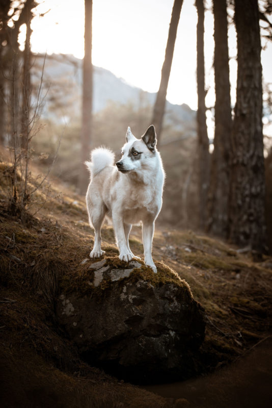 IMG_ANIMAUX_Merlin_03