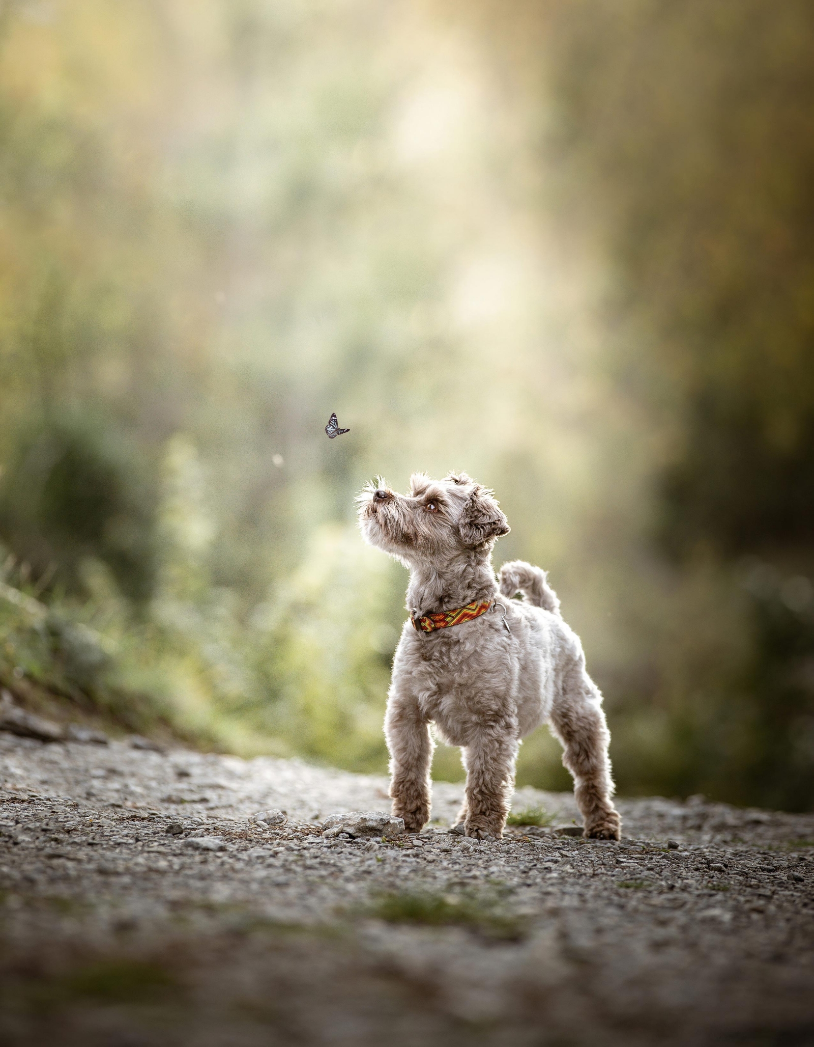 focus_studio_photographe_galerie_animaux