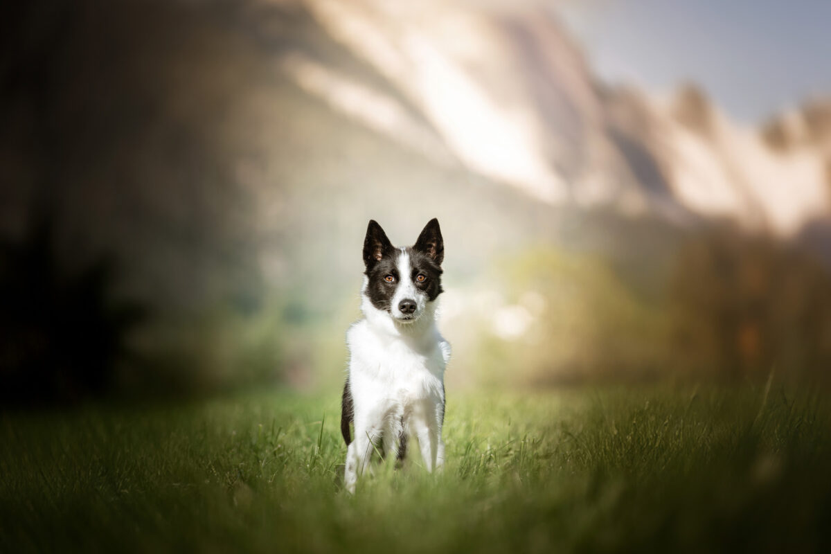 IMG_ANIMAUX_Valentina_03