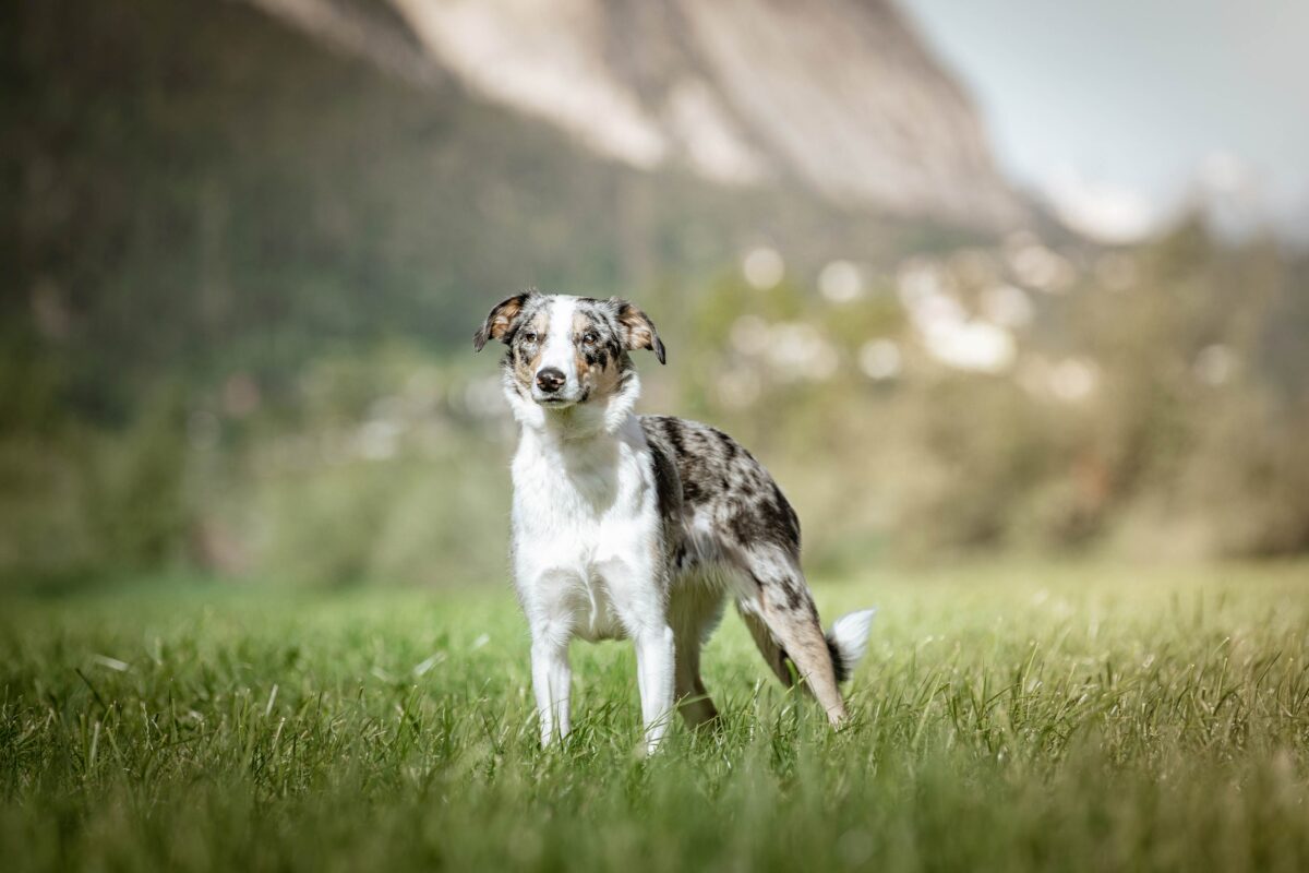 IMG_ANIMAUX_Valentina_04