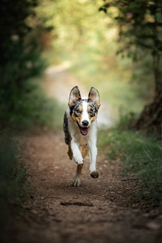 IMG_ANIMAUX_Valentina_05