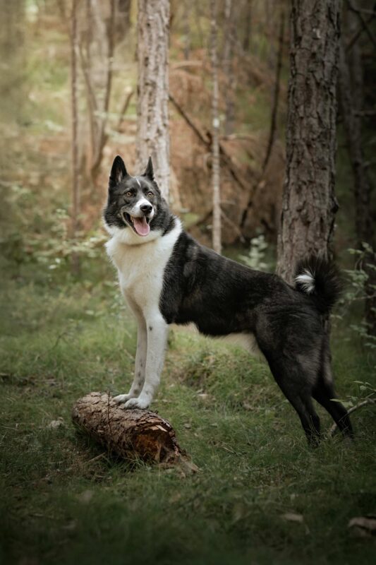 IMG_ANIMAUX_Valentina_06