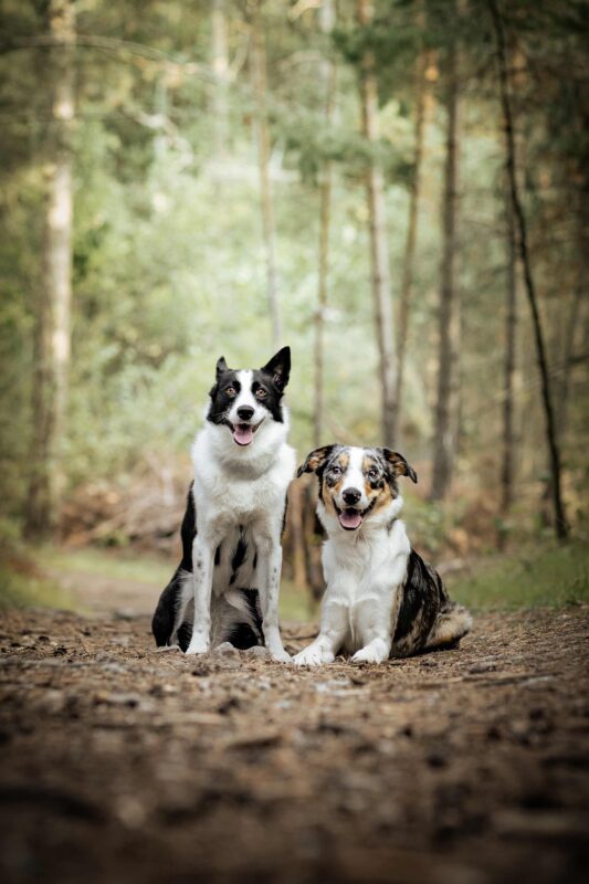 IMG_ANIMAUX_Valentina_07