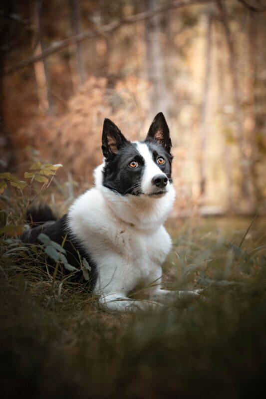 IMG_ANIMAUX_Valentina_08