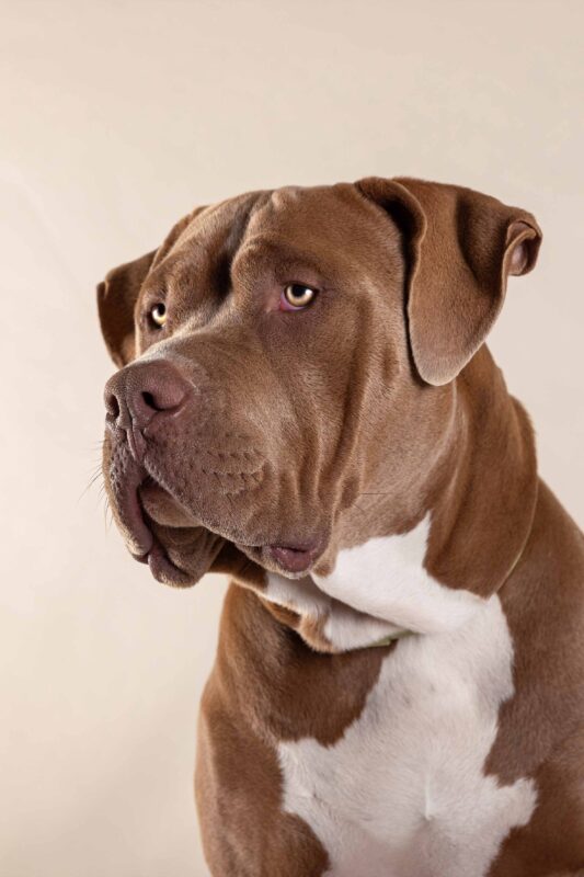 IMG_ANIMAUX_qualipet_mai_01