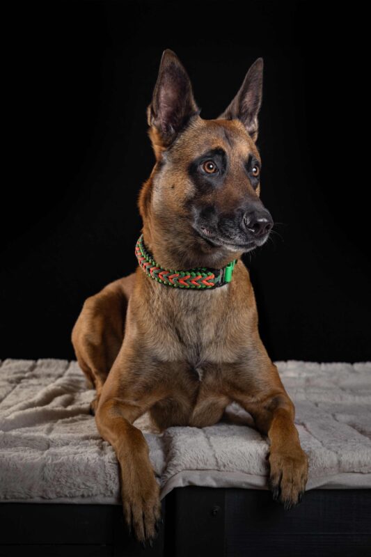 IMG_ANIMAUX_qualipet_mai_02