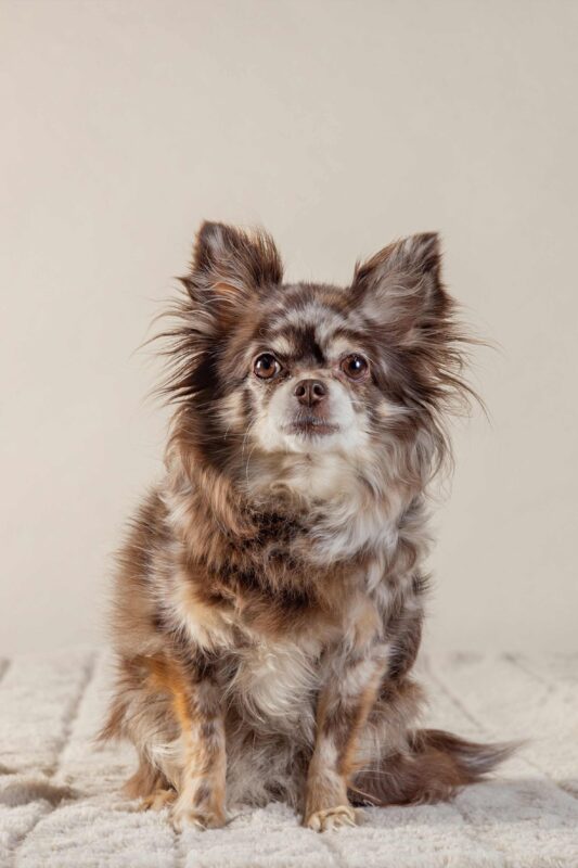 IMG_ANIMAUX_qualipet_mai_03