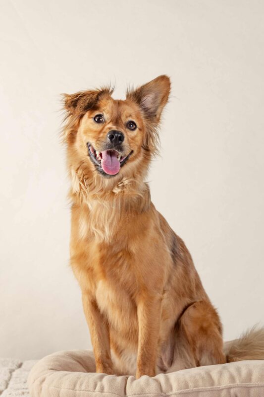 IMG_ANIMAUX_qualipet_mai_04