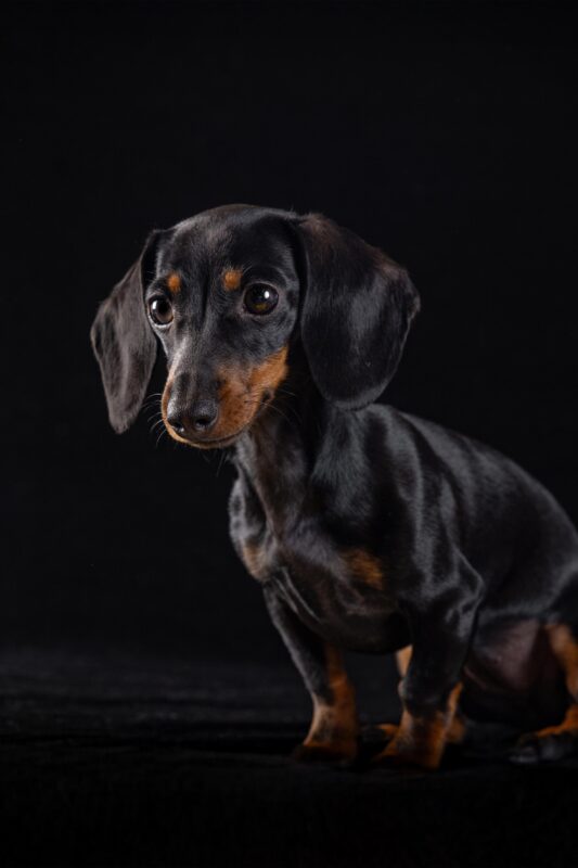 IMG_ANIMAUX_qualipet_mai_05