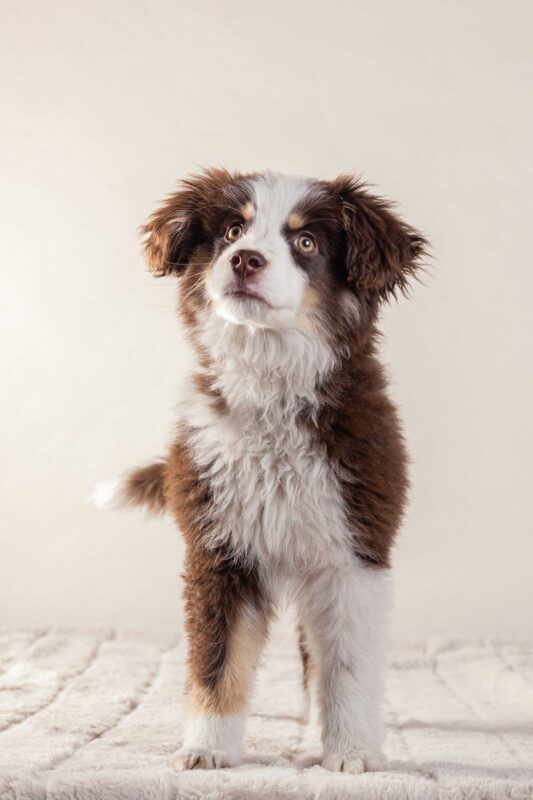 IMG_ANIMAUX_qualipet_mai_06