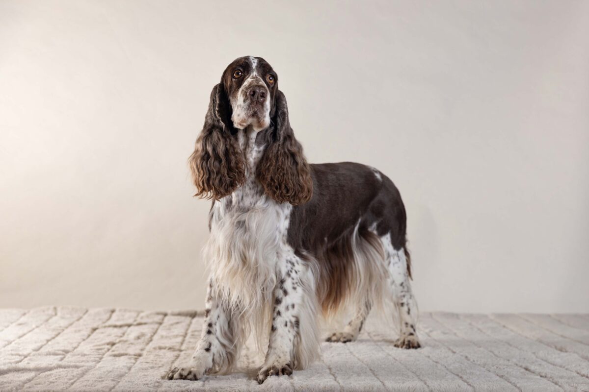 IMG_ANIMAUX_qualipet_mai_08