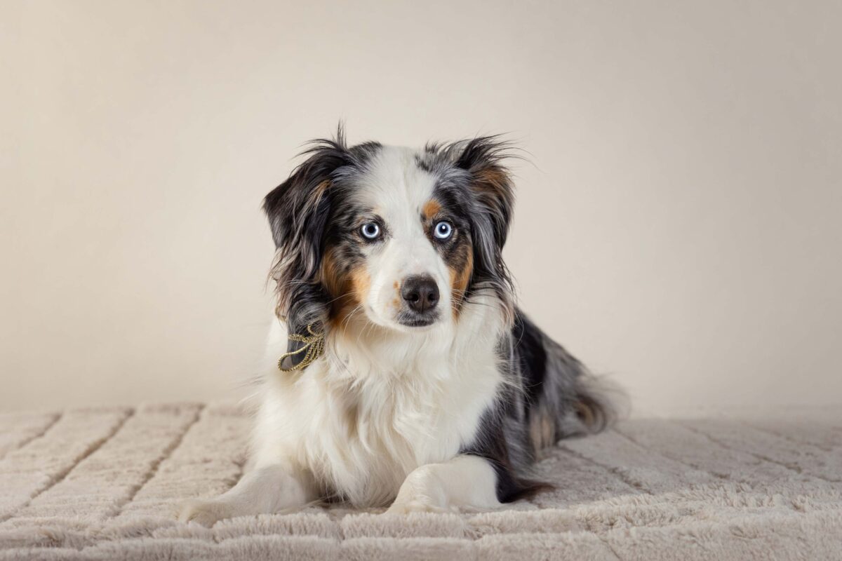 IMG_ANIMAUX_qualipet_mai_09