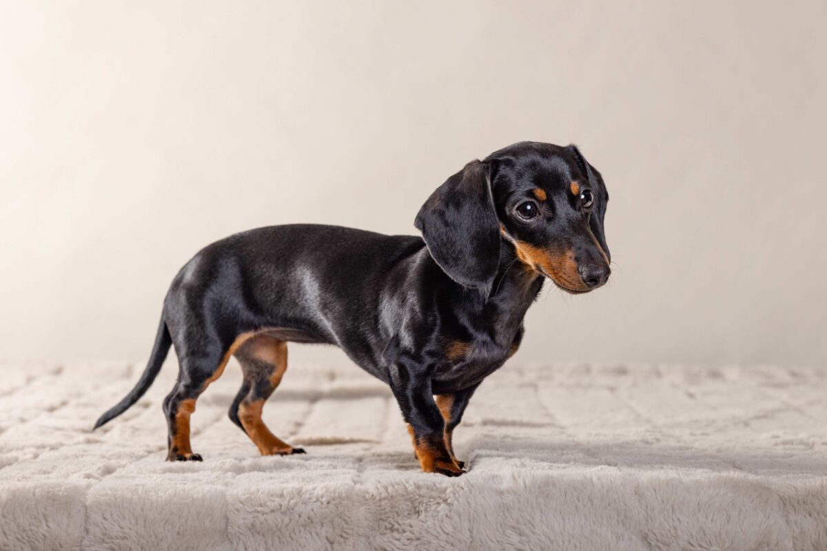 IMG_ANIMAUX_qualipet_mai_10