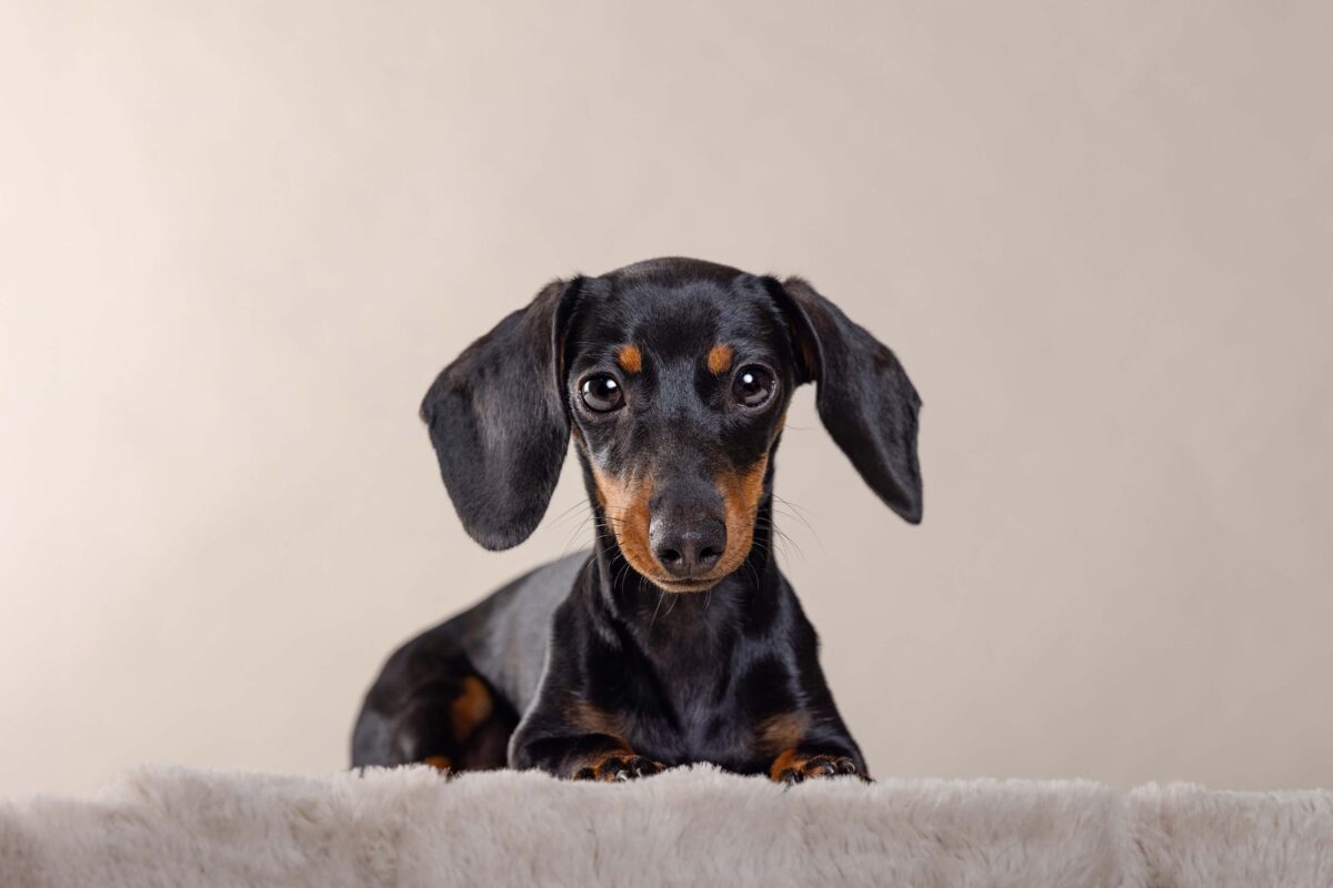 IMG_ANIMAUX_qualipet_mai_11