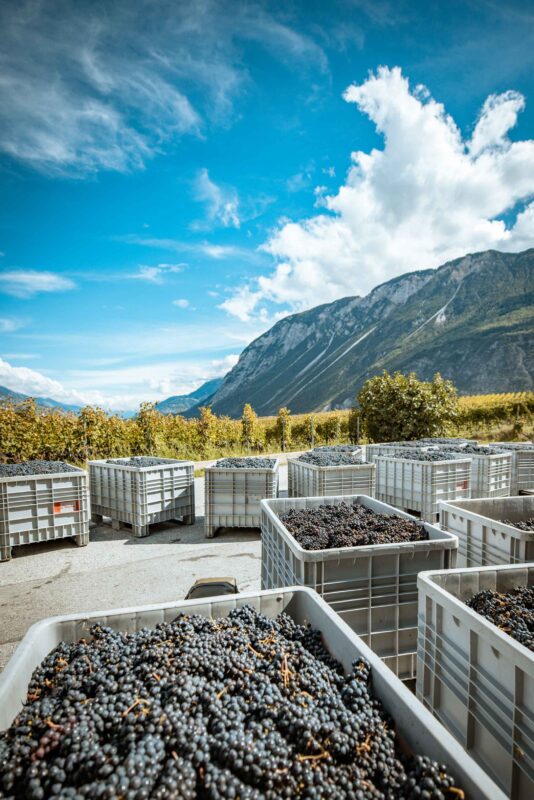 ©Focus Studio - Chloe Bazzi