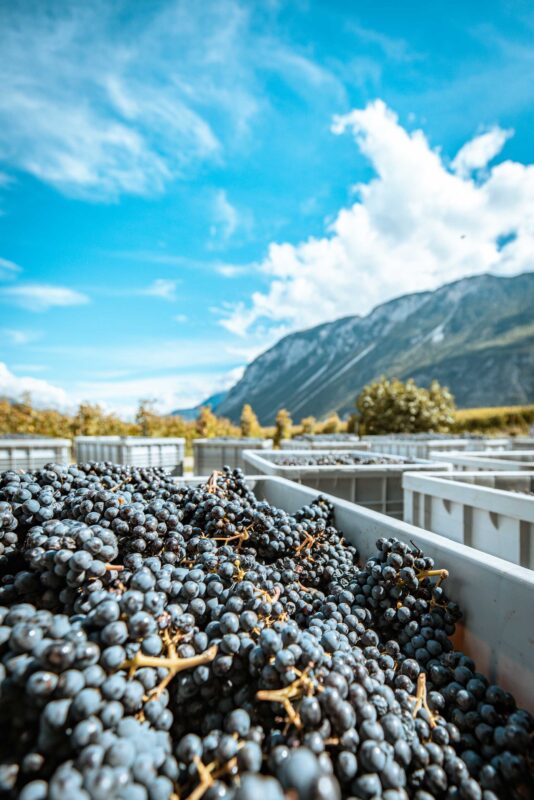 ©Focus Studio - Chloe Bazzi