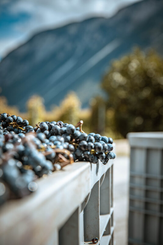 ©Focus Studio - Chloe Bazzi