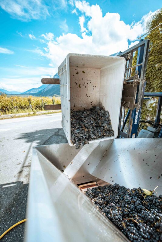 ©Focus Studio - Chloe Bazzi