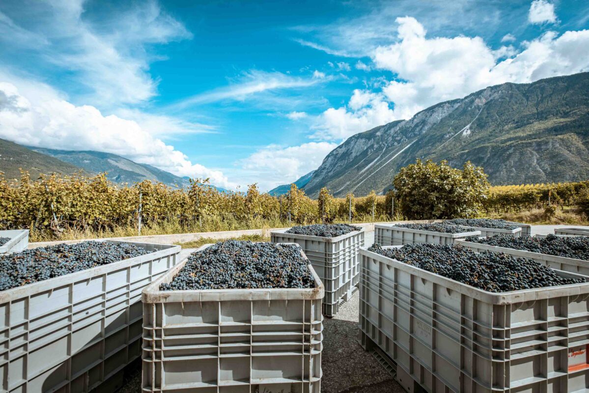 ©Focus Studio - Chloe Bazzi